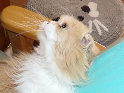 �肢�@���[���Ӓ�@�~�[�R