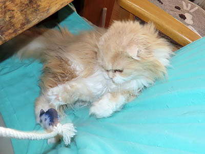 �肢�@���[���Ӓ�@�~�[�R