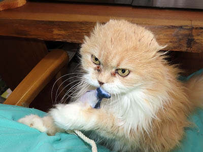 �肢�@���[���Ӓ�@�~�[�R