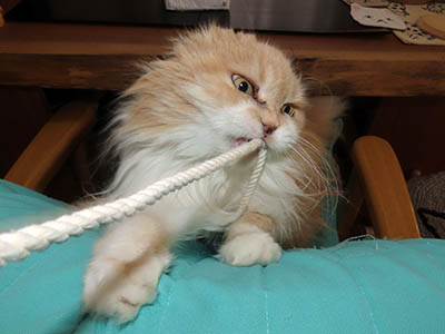 �肢�@���[���Ӓ�@�~�[�R