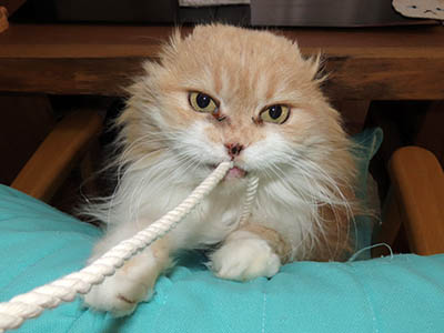 �肢�@���[���Ӓ�@�~�[�R