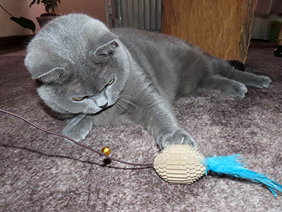 �肢�@���[���Ӓ�@�~�[�R