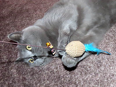 �肢�@���[���Ӓ�@�~�[�R