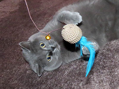 �肢�@���[���Ӓ�@�~�[�R