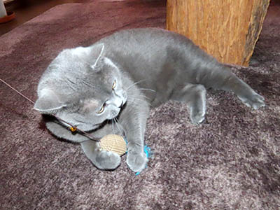 �肢�@���[���Ӓ�@�~�[�R