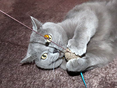 �肢�@���[���Ӓ�@�~�[�R