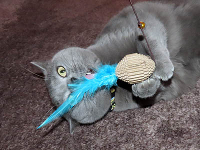 �肢�@���[���Ӓ�@�~�[�R