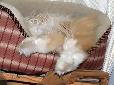 �肢�@���[���Ӓ�@�~�[�R