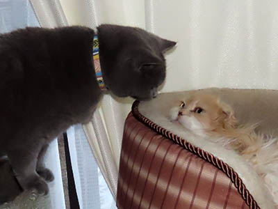 �肢�@���[���Ӓ�@�~�[�R