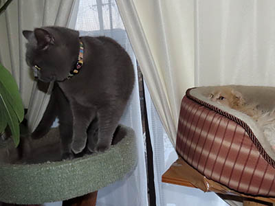 �肢�@���[���Ӓ�@�~�[�R