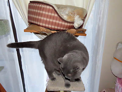 �肢�@���[���Ӓ�@�~�[�R