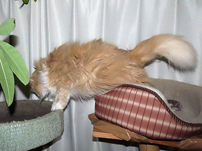 �肢�@���[���Ӓ�@�~�[�R