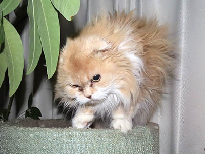 �肢�@���[���Ӓ�@�~�[�R