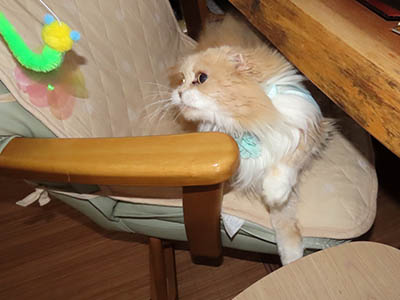 �肢�@���[���Ӓ�@�~�[�R