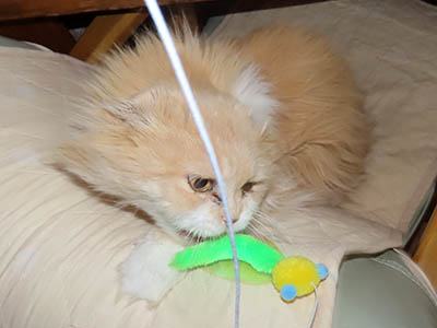 �肢�@���[���Ӓ�@�~�[�R