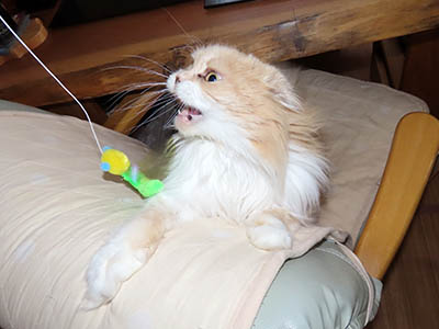 �肢�@���[���Ӓ�@�~�[�R