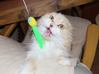 �肢�@���[���Ӓ�@�~�[�R