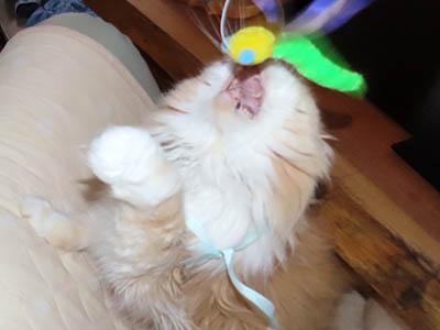 �肢�@���[���Ӓ�@�~�[�R