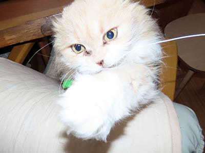 �肢�@���[���Ӓ�@�~�[�R