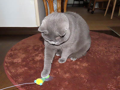 �肢�@���[���Ӓ�@�~�[�R