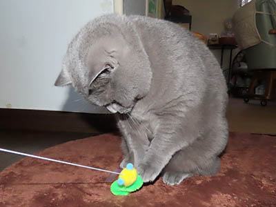 �肢�@���[���Ӓ�@�~�[�R