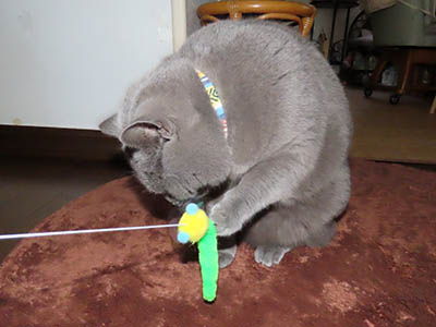 �肢�@���[���Ӓ�@�~�[�R