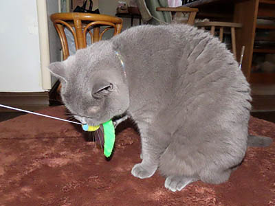 �肢�@���[���Ӓ�@�~�[�R