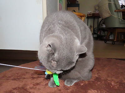 �肢�@���[���Ӓ�@�~�[�R