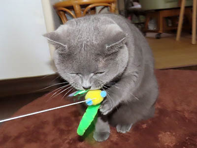 �肢�@���[���Ӓ�@�~�[�R