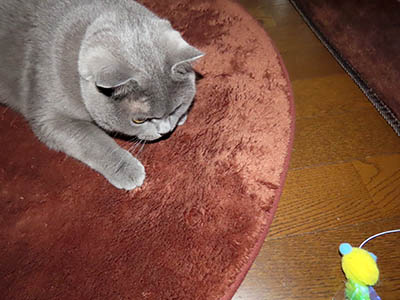 �肢�@���[���Ӓ�@�~�[�R