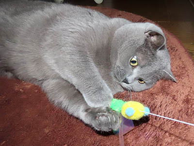 �肢�@���[���Ӓ�@�~�[�R