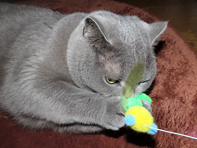 �肢�@���[���Ӓ�@�~�[�R