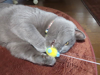 �肢�@���[���Ӓ�@�~�[�R