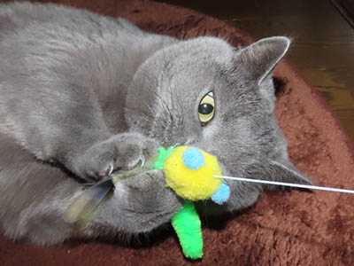 �肢�@���[���Ӓ�@�~�[�R