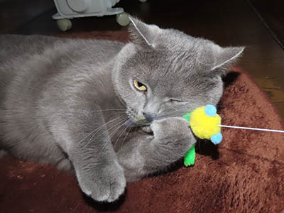 �肢�@���[���Ӓ�@�~�[�R