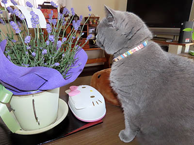 占い メール鑑定 ミーコ
