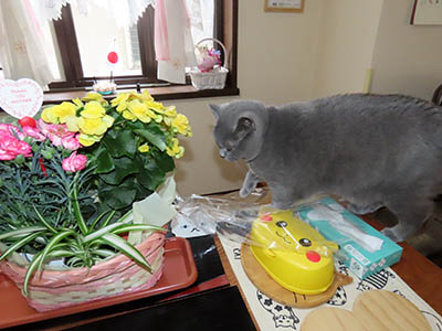 占い メール鑑定 ミーコ