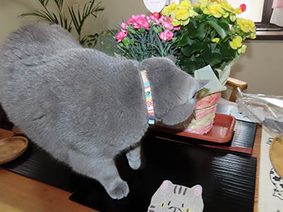 占い メール鑑定 ミーコ