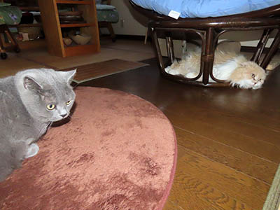 �肢�@���[���Ӓ�@�~�[�R