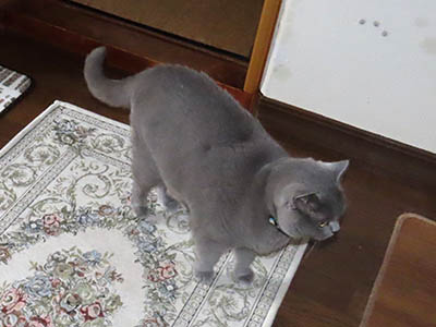 �肢�@���[���Ӓ�@�~�[�R