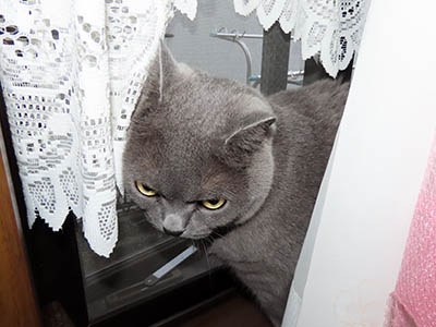 �肢�@���[���Ӓ�@�~�[�R